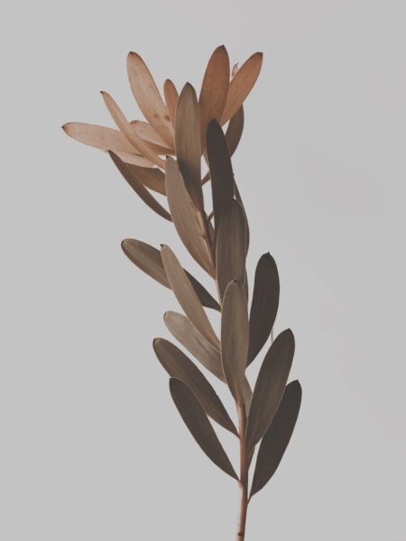 Dried plant stem with elegant leaves.
